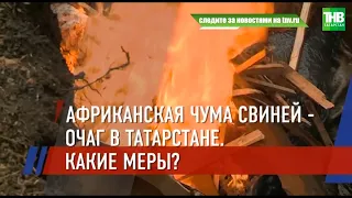 🐖 В 27 районах Татарстана введен карантин по африканской чуме свиней | ТНВ