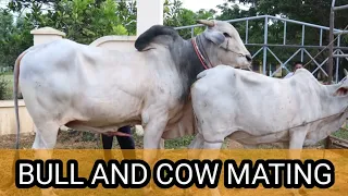COW AND BULL MATING(@seomonkey5357 ) #TRJ-ANIMAL