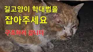 길고양이 학대범을 잡아주세요.지난1월부터 길고양이 3마리가 피해를 당했습니다~