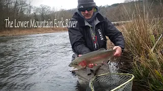Fly Fishing the Lower Mountain Fork River in Oklahoma for Huge Rainbow Trout!