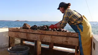 sternman does his job on scallop boat in maine