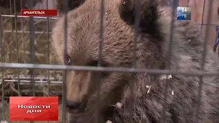 Жители спасли медвежонка-сироту|Архангельская область