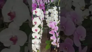 Beautiful Orchid Flower Plants || Orchid Flower Plants #shorts