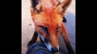 Fox Bites Me Gently