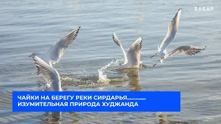 ЧАЙКИ НА БЕРЕГУ РЕКИ СИРДАРЬЯ.............ИЗУМИТЕЛЬНАЯ ПРИРОДА ХУДЖАНДА