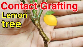 Lemon plant grafting, contact grafting lemon tree,100% success