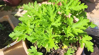 how to propagate  citronella plants by cutting.