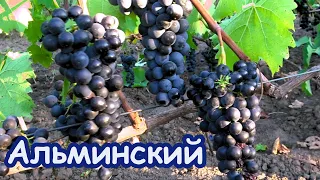 Практически идеальный сорт винограда АЛЬМИНСКИЙ /сахаристость на 16 и 26.09.