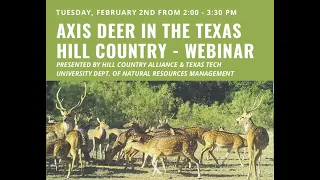 Axis Deer in the Texas Hill Country