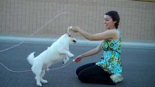 Jesse can Double Dutch Better than most People! Amazing Dog Trick~