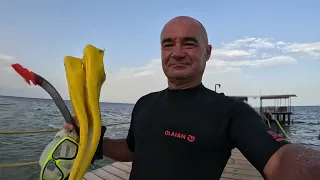 Marsa Alam 2024 Underwater MG Alexander Freediving with Dolphins