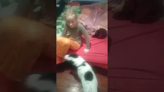 Питбуль Щенок играет с ребенком.Pit bull and children