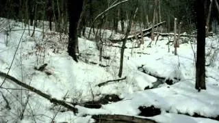 Bigfoot not found in Easthampton woods