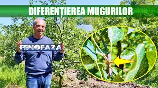 Avem flori dar nu avem fructe? Ce influenteaza diferentierea mugurilor?