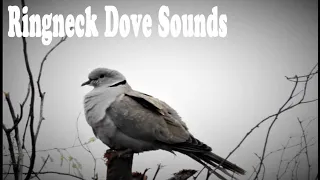 Laughing ringneck (Ringneck Dove) Sound Effects / Sonidos de paloma