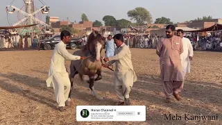 Horse Dance ♦ champion horse ♦ Horse dance ♦ Village Fair ♦ Ghora Dance ♦ Ghora Nash ♦ Punjabi Melas