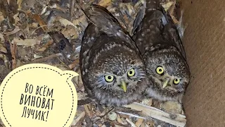 Even at night, I am surrounded by plants. And I'm surrounding the owls!