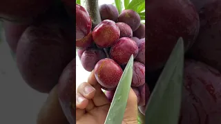 Best relaxing fruit tree farming | Oddly satisfying fresh fruit | Fruit Ninja Harvesting #545