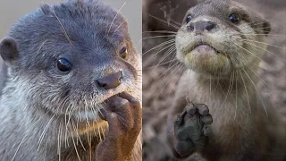 Baby Otter Met His Sisters for the First Time