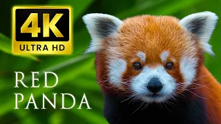 Cute Red Panda Collection | Most Colorful Animals 4K UHD 60FPS