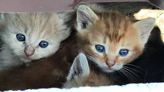 I Rescued Four Little Kittens From A Dangerous Spot