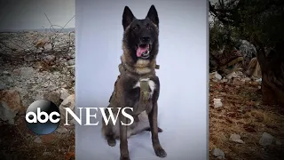 Hero dog who helped take down ISIS leader from elite K-9 group l ABC News