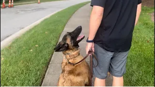 Pierce, The Belgian Malinois Lands Forever Home