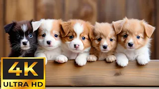 The Ultimate Compilation Of Cute Baby Animals Moments With Relaxing Music - Baby Animals 4K