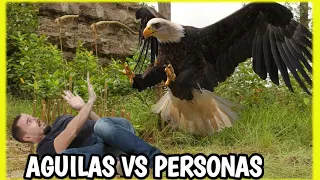 ÁGUILA VS PERSONA | Águilas Atacando a Personas