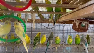 Love Birds Sound Relaxation #lovebirds #shorts #shortsfeed #nature #tamilshorts #ஷார்ட்ஸ்#budgies