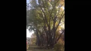 Tree falling