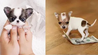 Cutest Teacup Puppies Video Compilation || Funny and Cute Dog #4