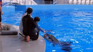 Дельфин — друг человека: что такое дельфинотерапия?