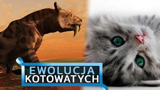 Hipermięsożerne, szablastozębne, zabójcze koty – ewolucja kotowatych