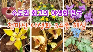 야생화 - 4월 남양주 천마산 예쁜 봄 야생화 34종 해설, 청정 자연 아름다운 야생화를 만나다.