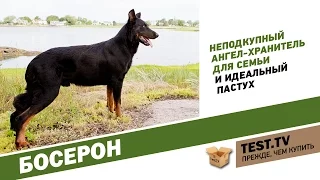 TEST.TV: Босерон не длинношерстный доберман.