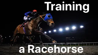 Training a racehorse. POV Taking a racehorse for exercise on the gallops from start to finish.