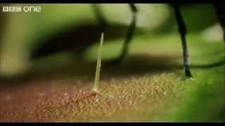 Life - Venus Flytraps  Jaws of Death - BBC One