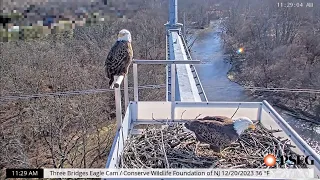 Three Bridges Eagle Cam - Bald Eagle pair fend off Red-tailed Hawk - December 20, 2023