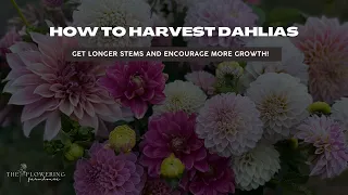 Do You Know How To Harvest & Cut Your Dahlia Flowers For Maximum Stem Length?