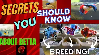 Betta fish breeding secrets Part- 1 ( Breeding pair selection & male female identification)in Hindi