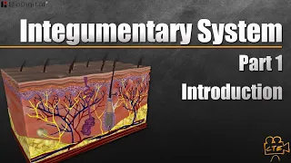 Integumentary System In 9 Minutes (Part 1 Of 3)