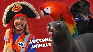 Awesome Animals for Kids | Handyman Hal meets Animals from Pirates Voyage