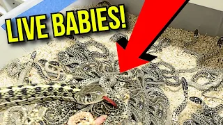 SO MANY LIVE BABY GARTER SNAKES BORN TODAY!! | BRIAN BARCZYK