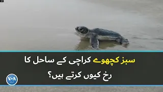 Why do green turtles turn to the shores of Karachi? | VOA URDU