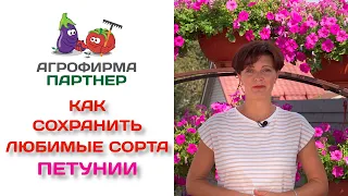 Как сохранить и размножить любимые сорта петунии. Осеннее черенкование.