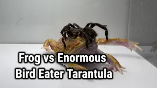 Pacman Frog vs Venomous Hercules Baboon Bird Eater Tarantula Spider (LIVE FEEDING WARNING)