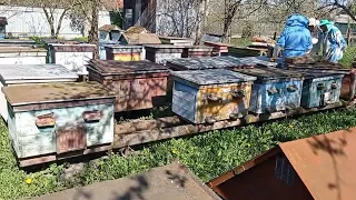 бджолопакети 2023 дім пасічника