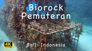 Diving the Biorock, Pemuteran, Bali