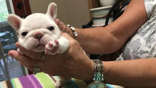 Pied Frenchie 5 weeks old